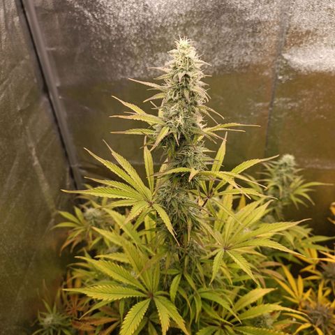 Blue Matic 2 growlog timeline photo