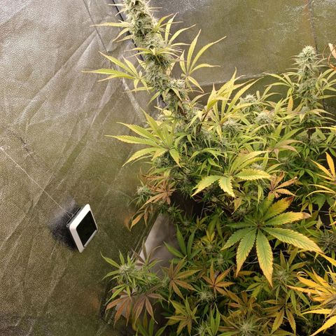 Blue Matic 2 growlog timeline photo