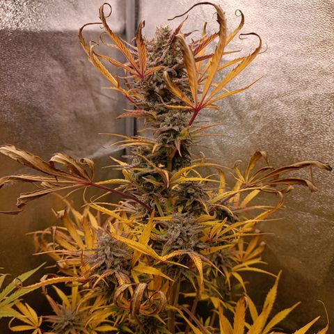 Royal Bluematic  growlog timeline photo