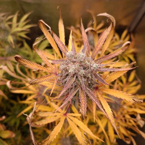Royal Bluematic  growlog timeline photo