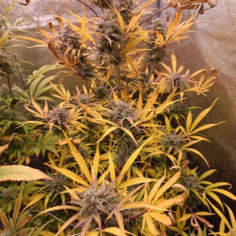 Royal Bluematic  growlog timeline photo