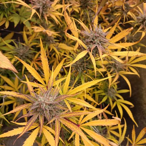 Royal Bluematic  growlog timeline photo