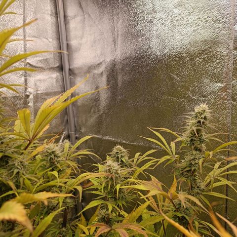 Blue Matic 2 growlog timeline photo