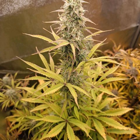 Blue Matic 2 growlog timeline photo
