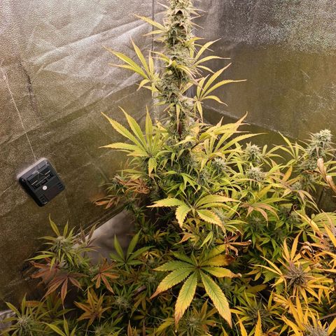 Blue Matic 2 growlog timeline photo