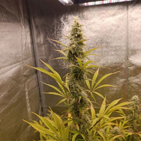 Blue Matic 2 growlog timeline photo