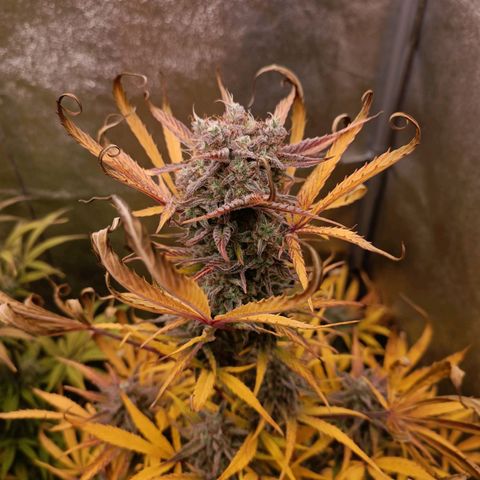 Royal Bluematic  growlog timeline photo