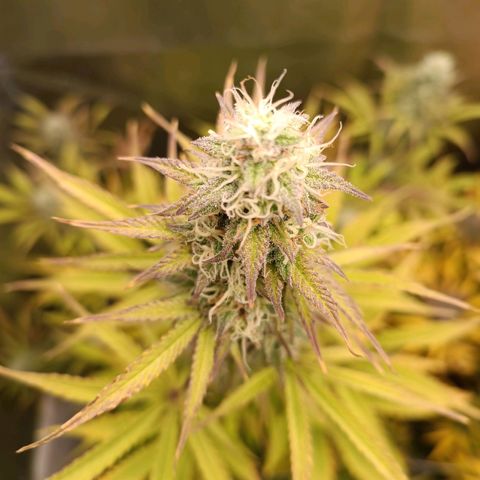 Blue Matic 2 growlog timeline photo