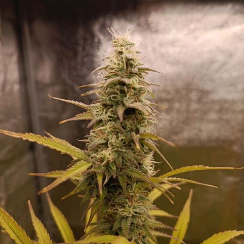Blue Matic 2 growlog timeline photo