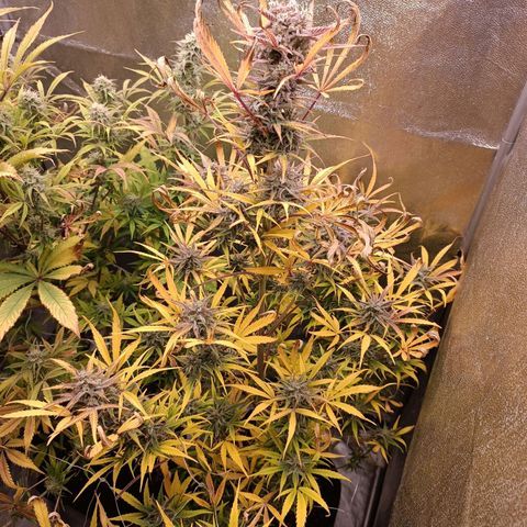 Royal Bluematic  growlog timeline photo