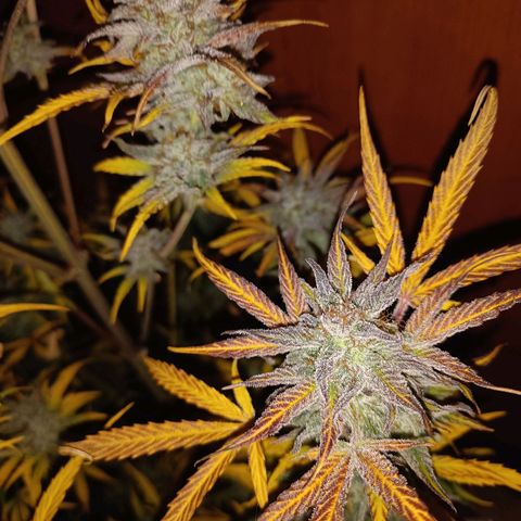Royal Bluematic  growlog timeline photo