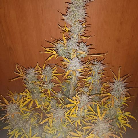 Royal Bluematic  growlog timeline photo