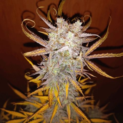 Royal Bluematic  growlog timeline photo