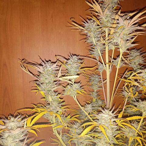 Royal Bluematic  growlog timeline photo