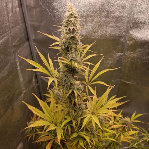 Blue Matic 2 growlog timeline photo