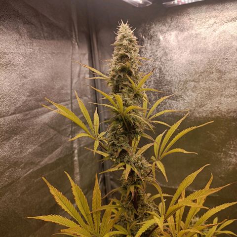 Blue Matic 2 growlog timeline photo