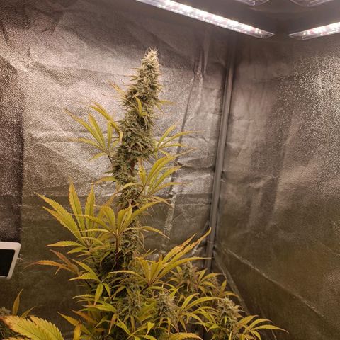 Blue Matic 2 growlog timeline photo