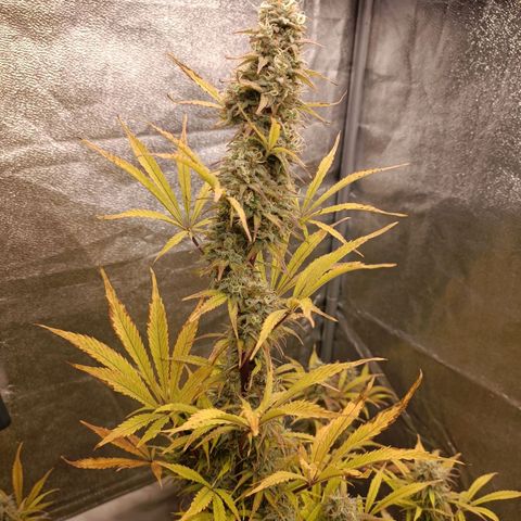Blue Matic 2 growlog timeline photo