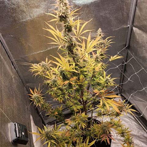 Blue Matic 2 growlog timeline photo