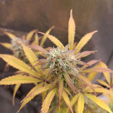Blue Matic 2 growlog timeline photo