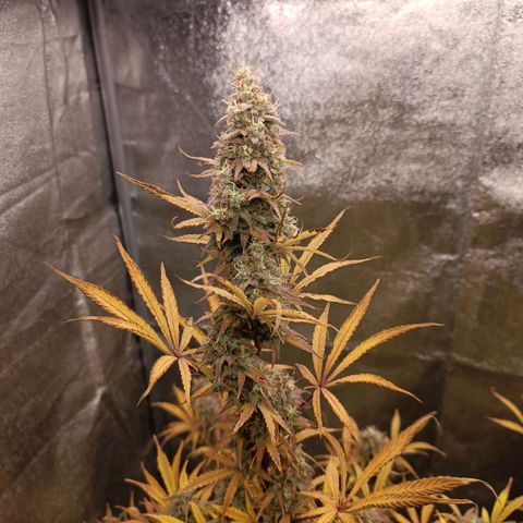 Blue Matic 2 growlog timeline photo