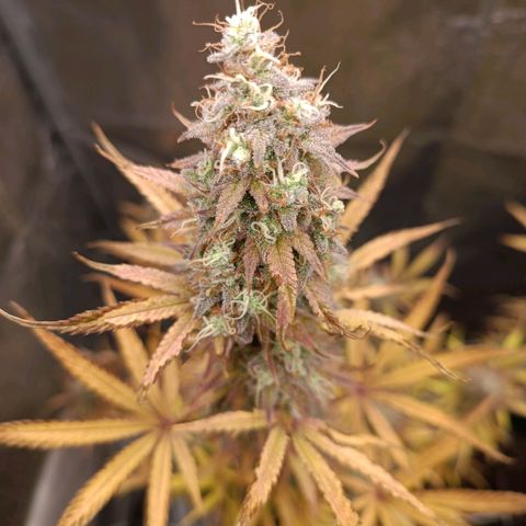 Blue Matic 2 growlog timeline photo