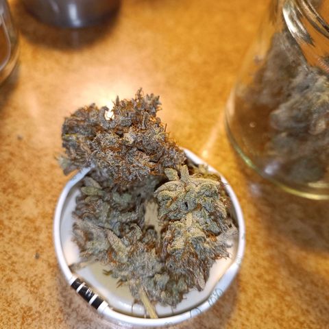 Royal Bluematic  growlog timeline photo