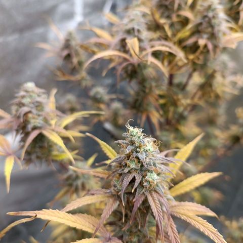 Blue Matic 2 growlog timeline photo