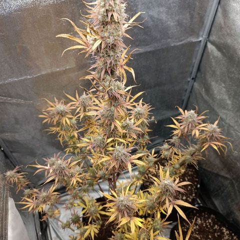 Blue Matic 2 growlog timeline photo