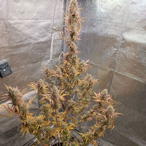 Blue Matic 2 growlog timeline photo