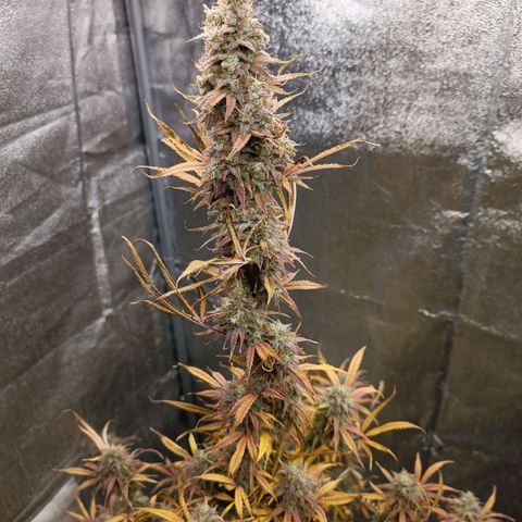 Blue Matic 2 growlog timeline photo