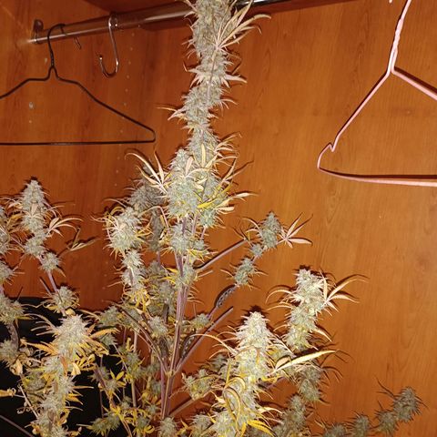 Blue Matic 2 growlog photo: Alta