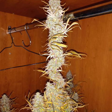Blue Matic 2 growlog timeline photo