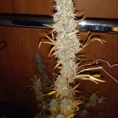 Blue Matic 2 growlog timeline photo
