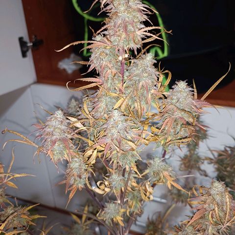 Blue Matic 2 growlog timeline photo