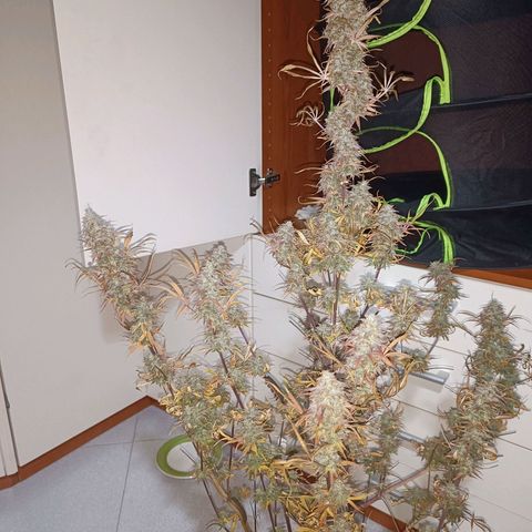 Blue Matic 2 growlog timeline photo