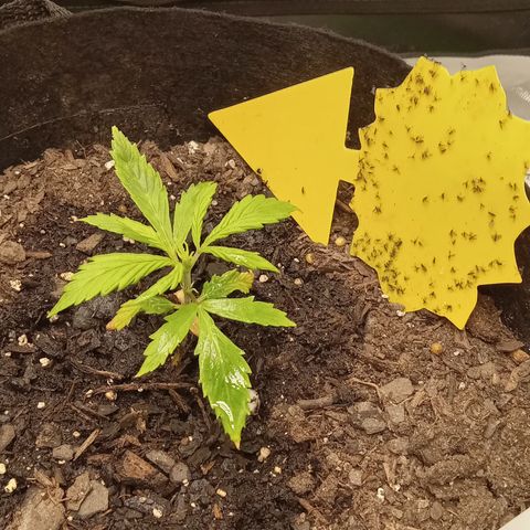 Royal Critical Automatic growlog timeline photo