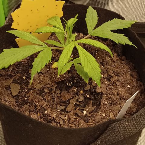 Royal Critical Automatic growlog timeline photo