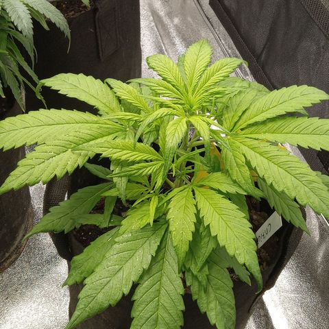 Royal Critical Automatic growlog timeline photo