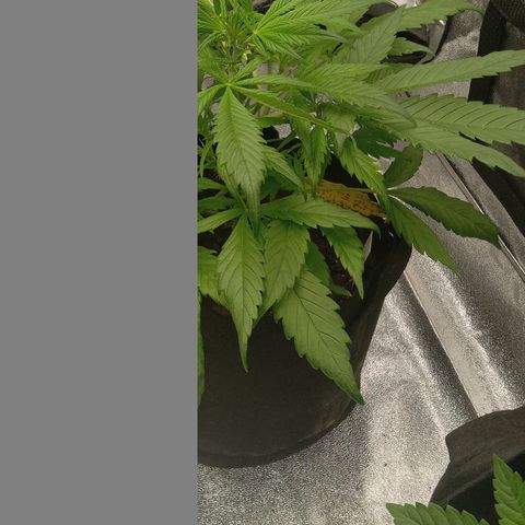 Royal Critical Automatic growlog timeline photo