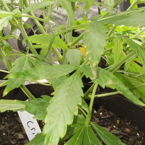 Royal Critical Automatic growlog timeline photo