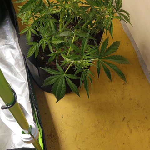 Royal Haze Automatic growlog timeline photo