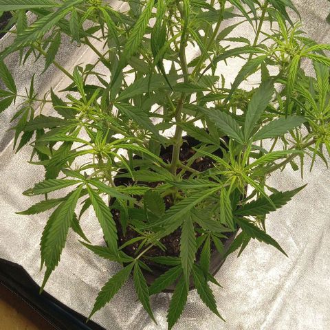 Royal Critical Automatic growlog timeline photo