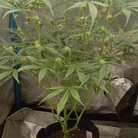 Royal Critical Automatic growlog timeline photo
