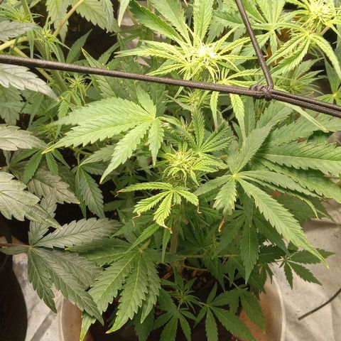 Royal Haze Automatic growlog timeline photo