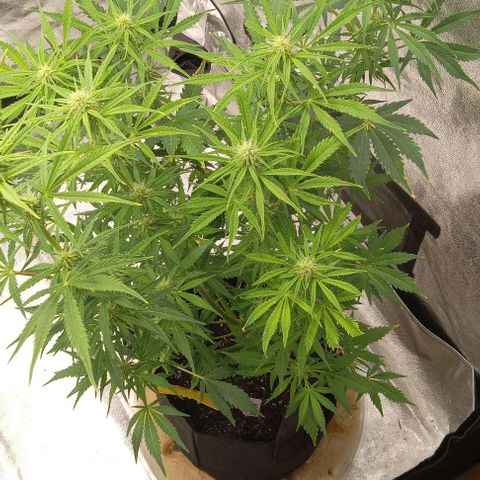 Royal Haze Automatic growlog timeline photo
