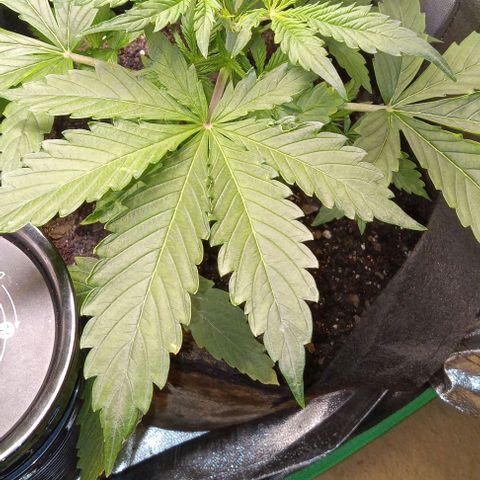 Hyperion growlog timeline photo