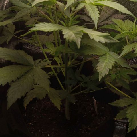 Dosidos Auto growlog timeline photo