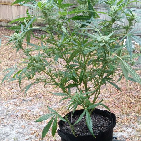 Royal Critical Automatic growlog timeline photo