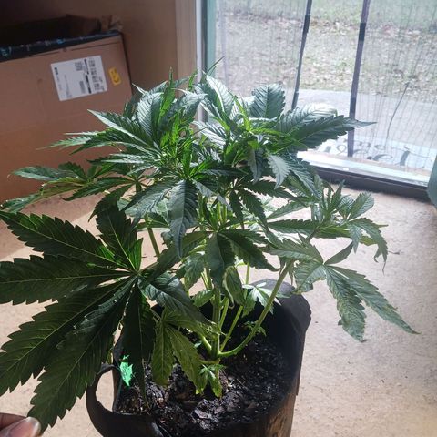 Hyperion growlog timeline photo